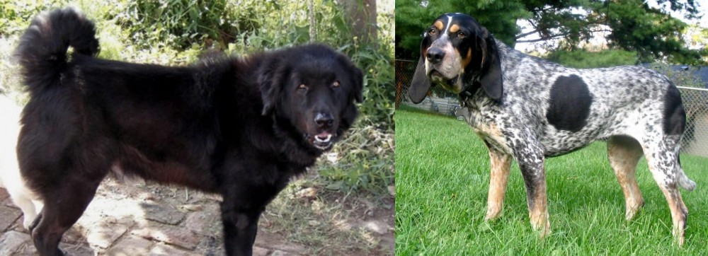 Griffon Bleu de Gascogne vs Bakharwal Dog - Breed Comparison