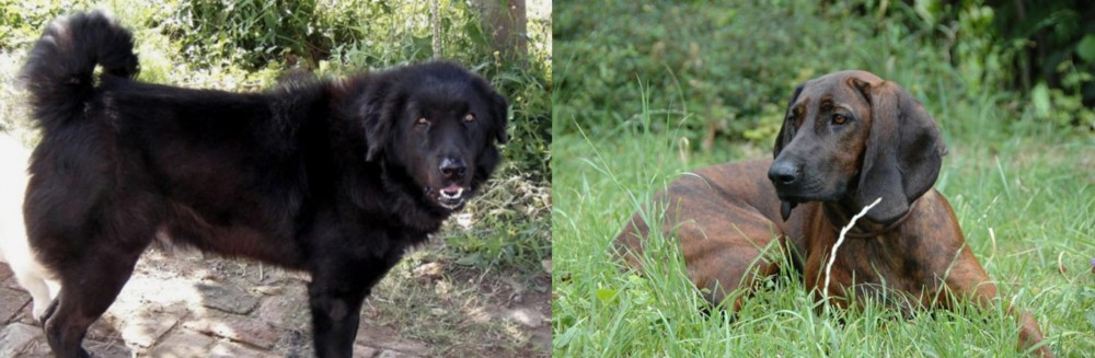 Hanover Hound vs Bakharwal Dog - Breed Comparison