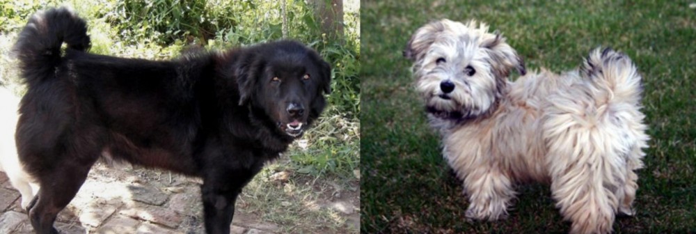 Havapoo vs Bakharwal Dog - Breed Comparison
