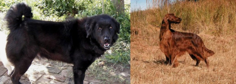 Irish Setter vs Bakharwal Dog - Breed Comparison