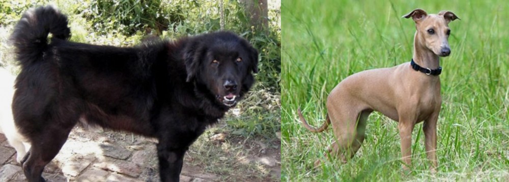 Italian Greyhound vs Bakharwal Dog - Breed Comparison