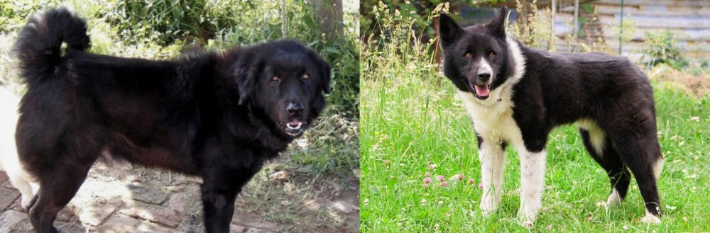 Karelian Bear Dog vs Bakharwal Dog - Breed Comparison