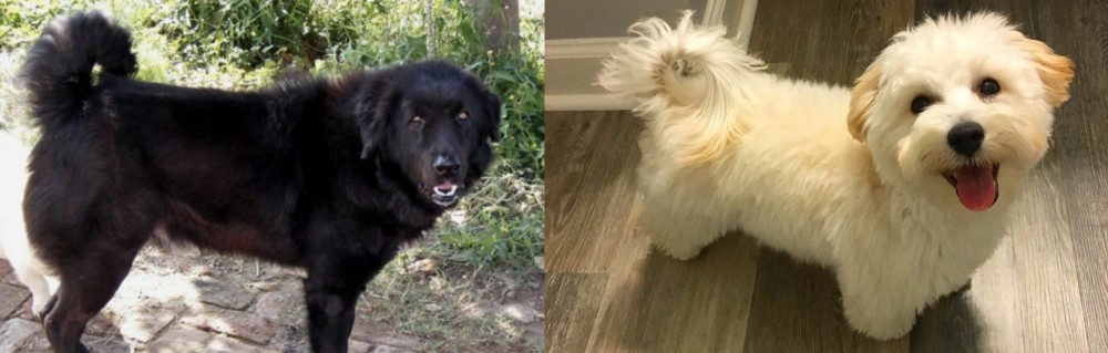 Maltipoo vs Bakharwal Dog - Breed Comparison