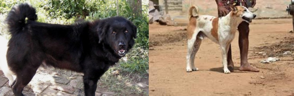 Pandikona vs Bakharwal Dog - Breed Comparison