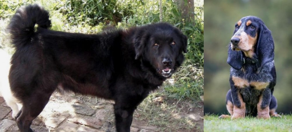 Petit Bleu de Gascogne vs Bakharwal Dog - Breed Comparison