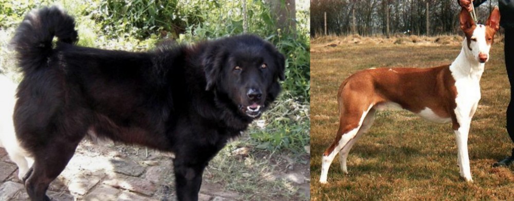 Podenco Canario vs Bakharwal Dog - Breed Comparison