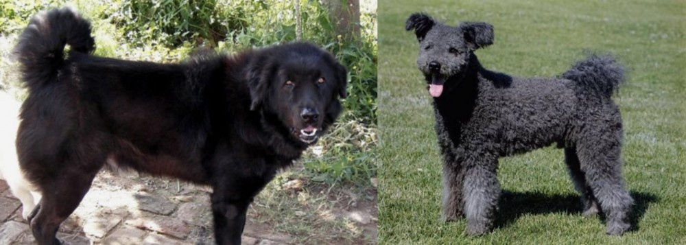 Pumi vs Bakharwal Dog - Breed Comparison