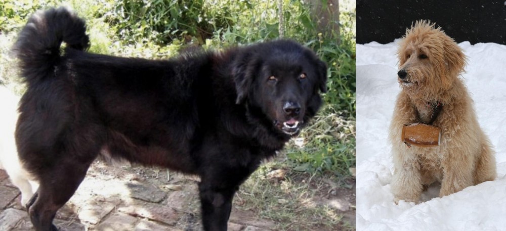 Pyredoodle vs Bakharwal Dog - Breed Comparison