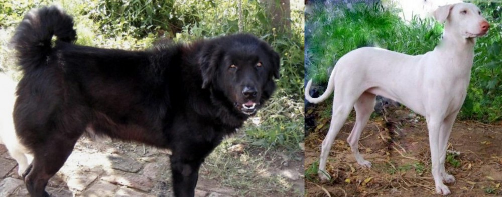 Rajapalayam vs Bakharwal Dog - Breed Comparison