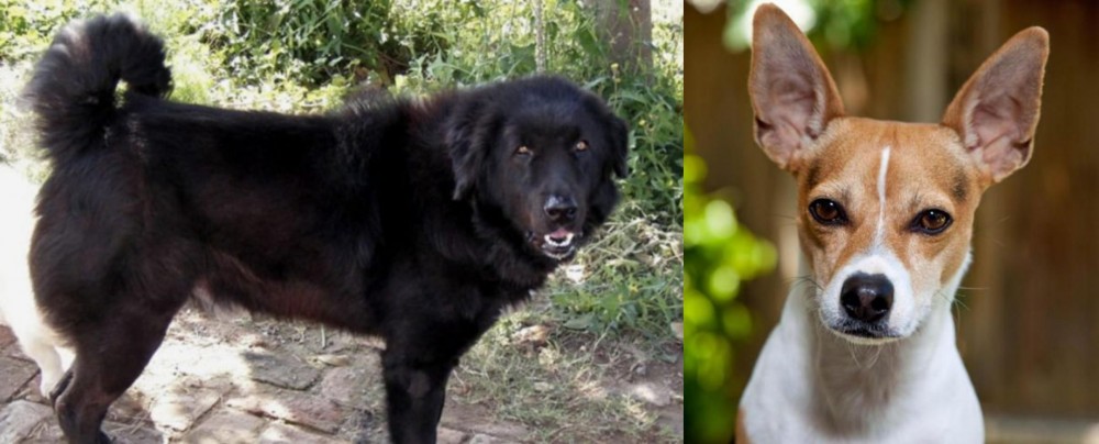 Rat Terrier vs Bakharwal Dog - Breed Comparison