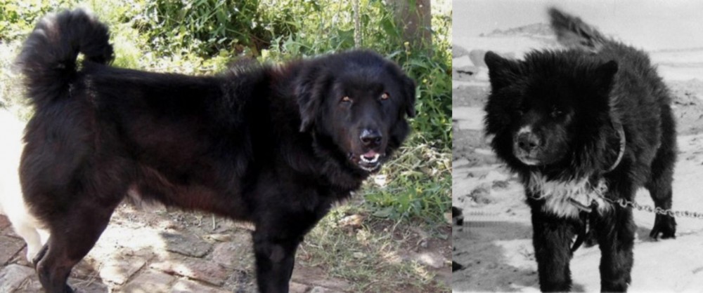 Sakhalin Husky vs Bakharwal Dog - Breed Comparison