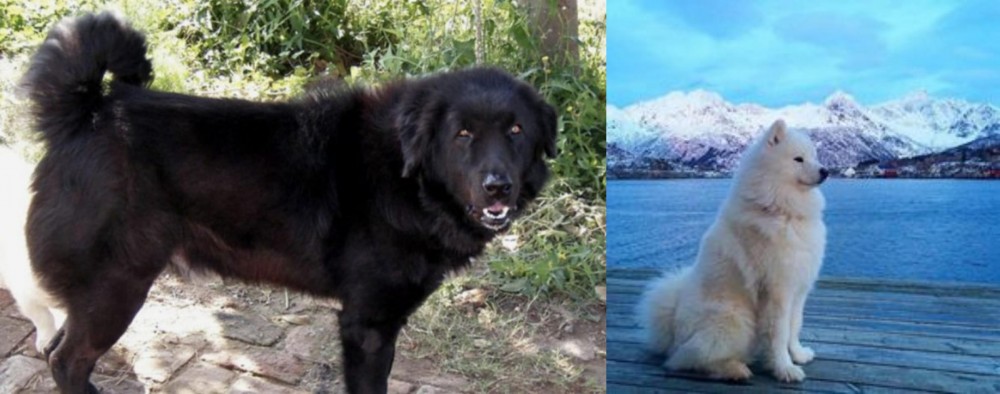 Samoyed vs Bakharwal Dog - Breed Comparison
