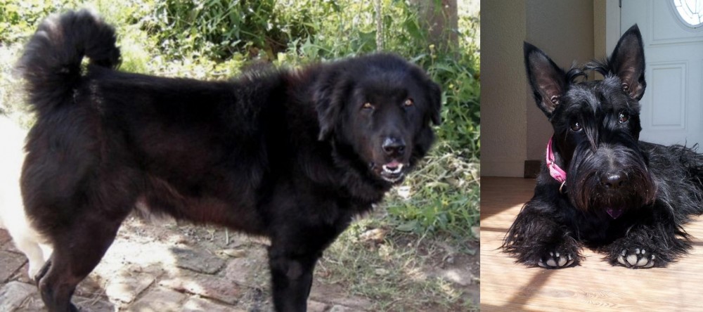Scottish Terrier vs Bakharwal Dog - Breed Comparison