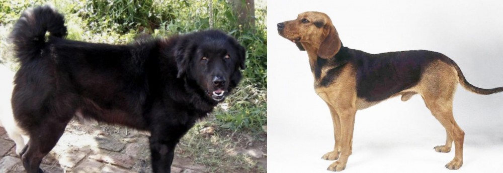 Serbian Hound vs Bakharwal Dog - Breed Comparison