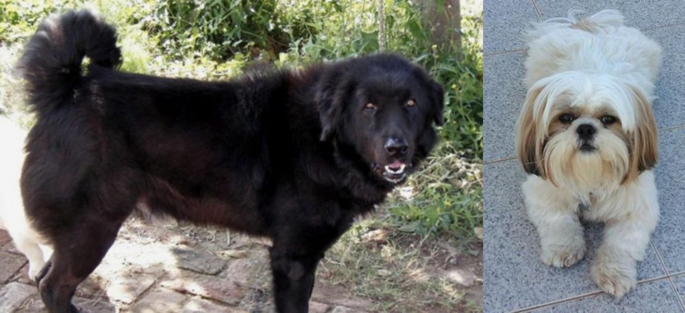 Shih Tzu vs Bakharwal Dog - Breed Comparison