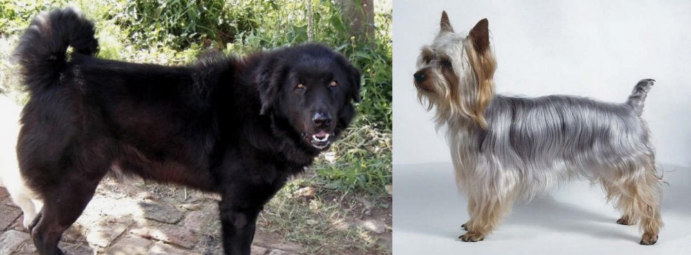 Silky Terrier vs Bakharwal Dog - Breed Comparison
