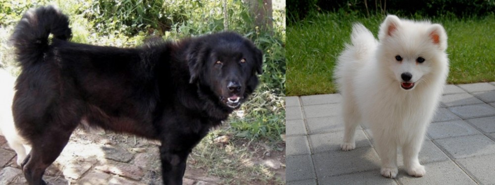 Spitz vs Bakharwal Dog - Breed Comparison
