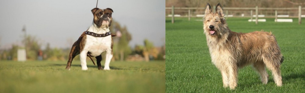 Berger Picard vs Bantam Bulldog - Breed Comparison