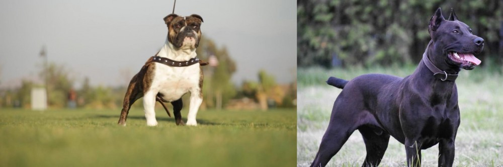Canis Panther vs Bantam Bulldog - Breed Comparison