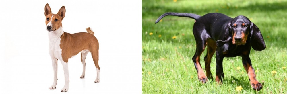 Black and Tan Coonhound vs Basenji - Breed Comparison