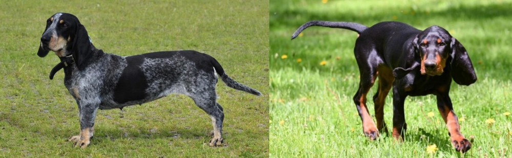 Black and Tan Coonhound vs Basset Bleu de Gascogne - Breed Comparison