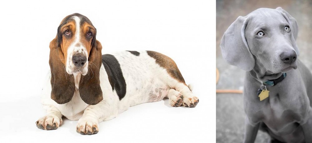 Weimaraner vs Basset Hound - Breed Comparison