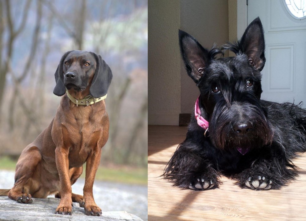Scottish Terrier vs Bavarian Mountain Hound - Breed Comparison