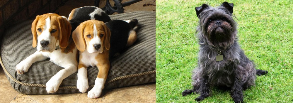 Affenpinscher vs Beagle - Breed Comparison