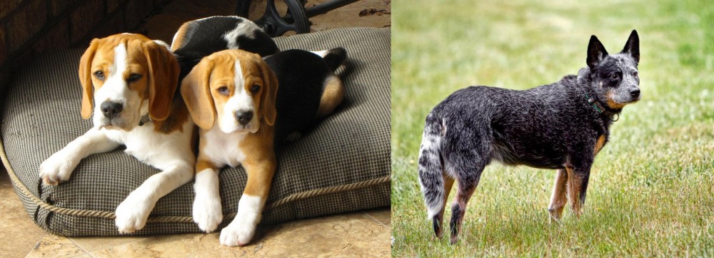Austrailian Blue Heeler vs Beagle - Breed Comparison