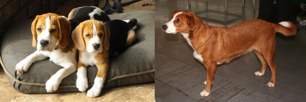 Austrian Pinscher vs Beagle - Breed Comparison