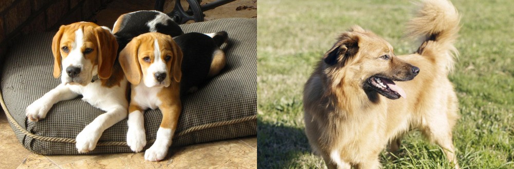 Basque Shepherd vs Beagle - Breed Comparison