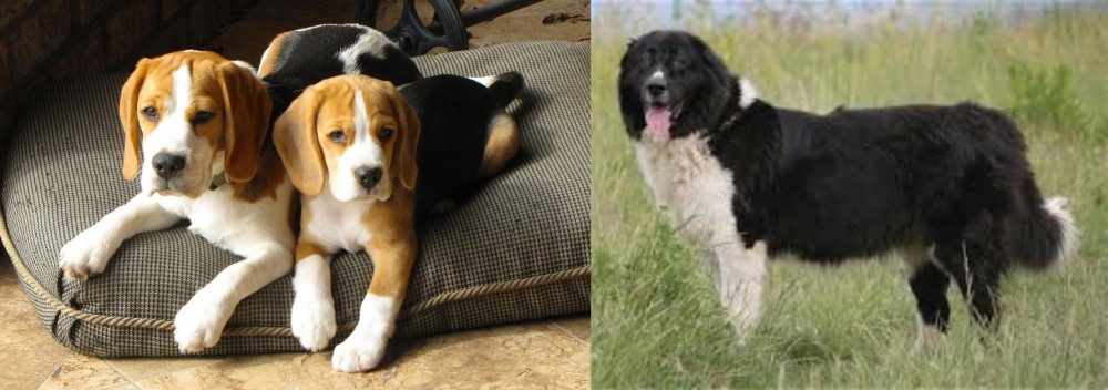 Bulgarian Shepherd vs Beagle - Breed Comparison
