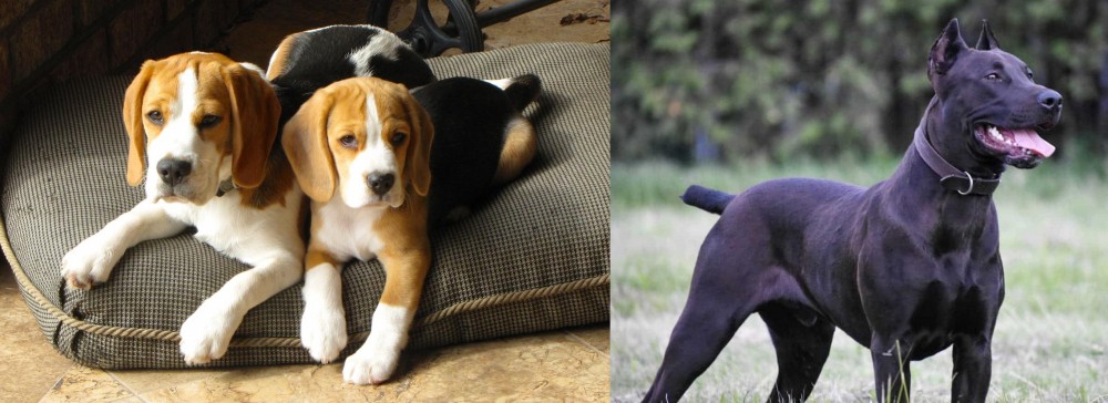 Canis Panther vs Beagle - Breed Comparison