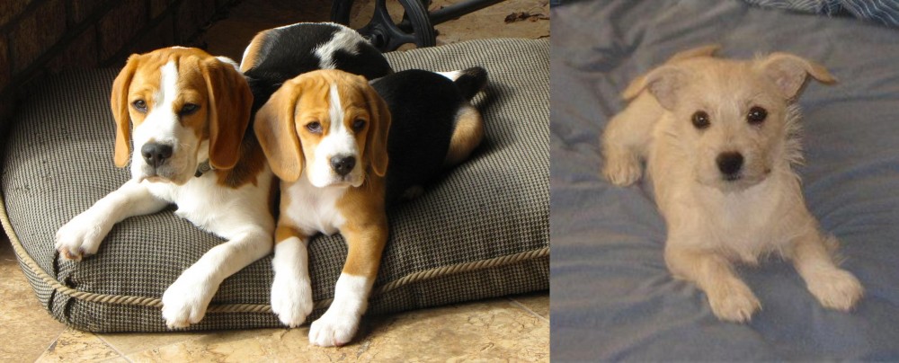 Chipoo vs Beagle - Breed Comparison