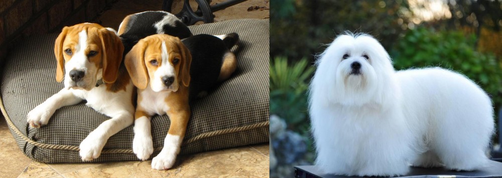 Coton De Tulear vs Beagle - Breed Comparison