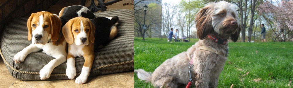 Doxiepoo vs Beagle - Breed Comparison