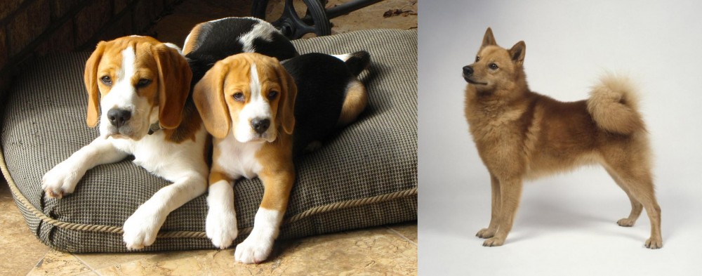 Finnish Spitz vs Beagle - Breed Comparison
