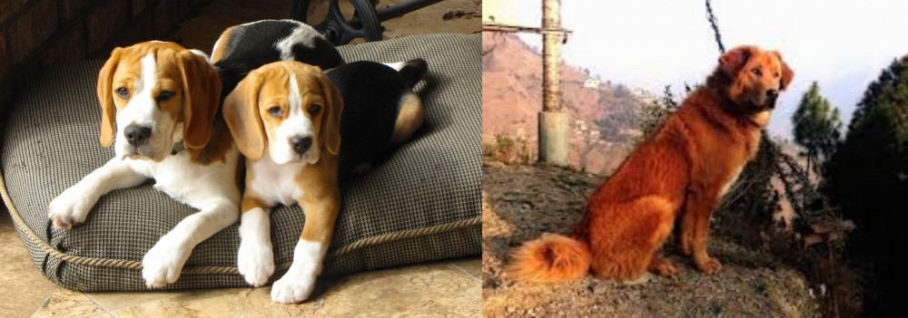 Himalayan Sheepdog vs Beagle - Breed Comparison