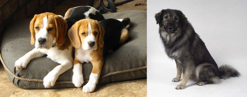 Istrian Sheepdog vs Beagle - Breed Comparison