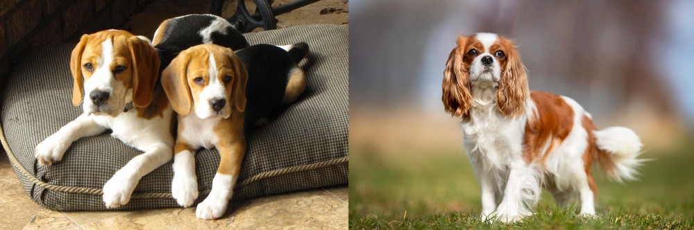 King Charles Spaniel vs Beagle - Breed Comparison