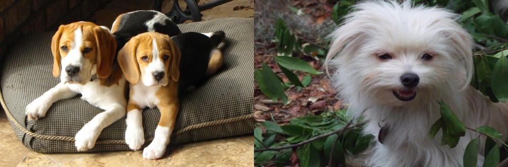 Malti-Pom vs Beagle - Breed Comparison