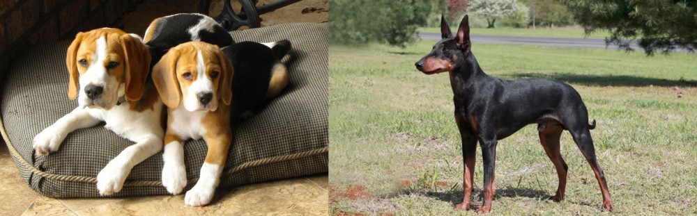 Manchester Terrier vs Beagle - Breed Comparison