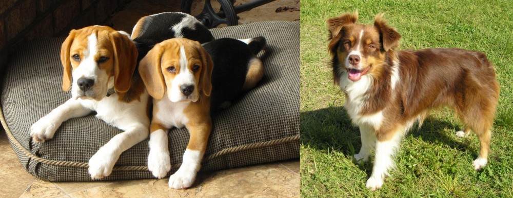 Miniature Australian Shepherd vs Beagle - Breed Comparison