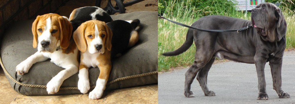 Neapolitan Mastiff vs Beagle - Breed Comparison
