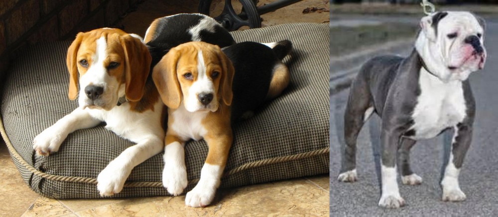 Old English Bulldog vs Beagle - Breed Comparison