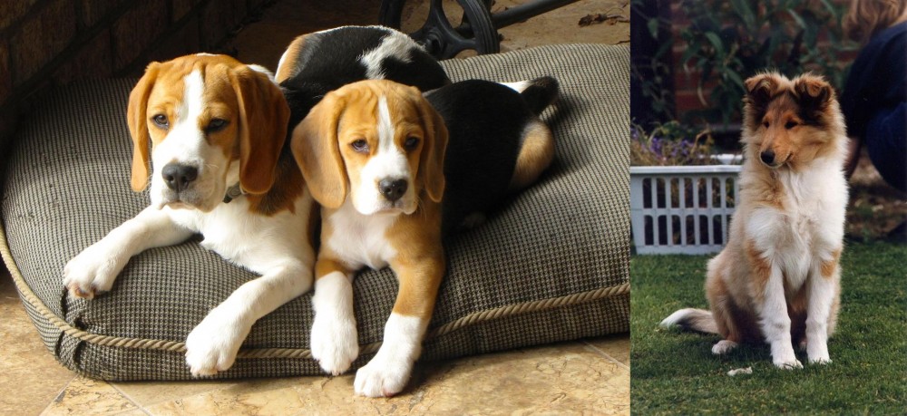 Rough Collie vs Beagle - Breed Comparison