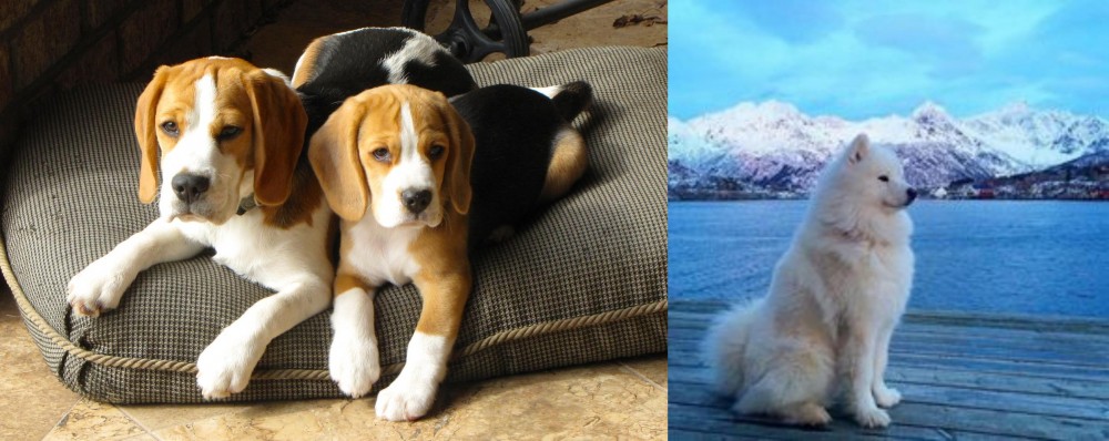 Samoyed vs Beagle - Breed Comparison