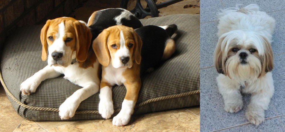 Shih Tzu vs Beagle - Breed Comparison
