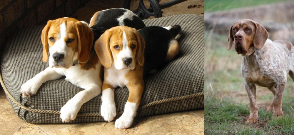 Spanish Pointer vs Beagle - Breed Comparison