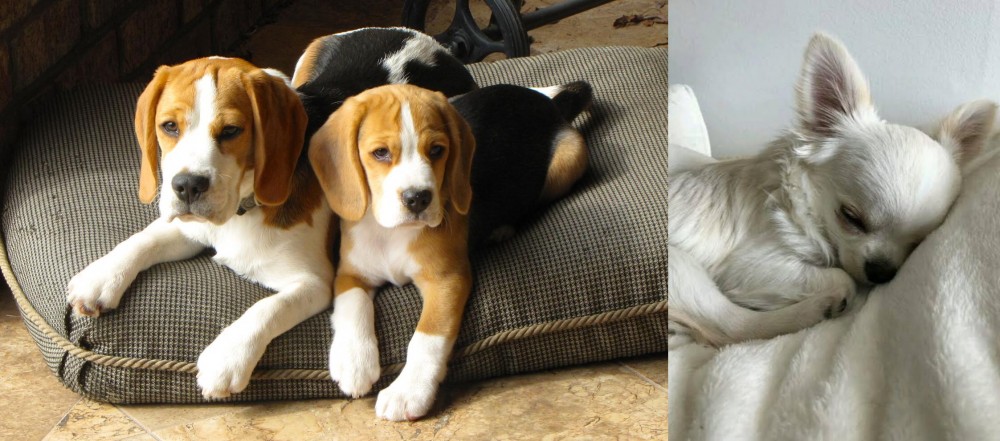 Tea Cup Chihuahua vs Beagle - Breed Comparison